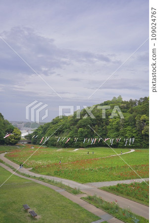 Carp streamer, Children's Day, May 5th, Carp streamer, sky, blue sky, carp, decoration, decoration, Yokosuka, park, poppy, Carp streamer, Children's Day, May 5th, Carp streamer, sky, blue sky, carp, decoration, decoration, Yokosuka, park, poppy, 109024767