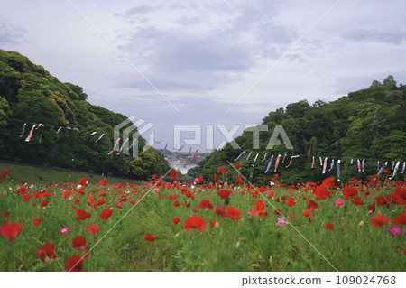 Carp streamer, Children's Day, May 5th, Carp streamer, sky, blue sky, carp, decoration, decoration, Yokosuka, park, poppy, Carp streamer, Children's Day, May 5th, Carp streamer, sky, blue sky, carp, decoration, decoration, Yokosuka, park, poppy, 109024768