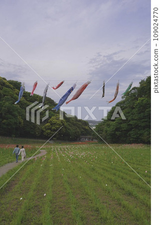 Carp streamer, Children's Day, May 5th, Carp streamer, sky, blue sky, carp, decoration, decoration, Yokosuka, park, poppy, 109024770
