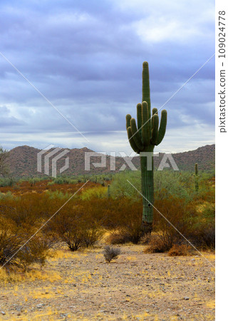 Old Saguaro Cactus Sonora desert Arizona Old Saguaro Cactus Sonora desert Arizona 109024778