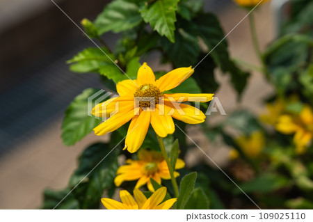 盛夏盛開的金光菊 盛夏盛開的金光菊 109025110
