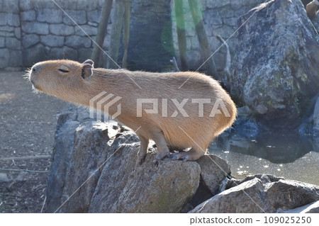 Capybara growing Capybara growing 109025250