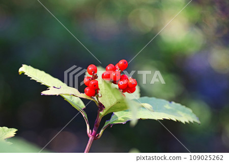 紅千兩果（秋季、11月） 109025262