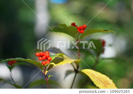 紅千兩果（秋季、11月） 109025265