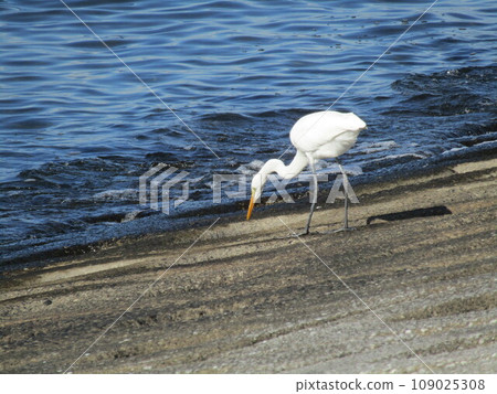 一隻大白鷺在凱米川海灘的海堤上覓食 109025308
