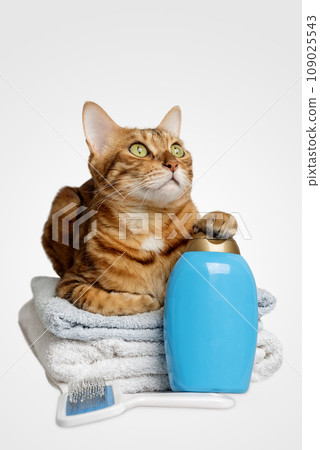 Cute cat with tools for bathing animals, hygiene on a white background. Cute cat with tools for bathing animals, hygiene on a white background. 109025543