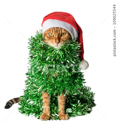 Funny cat in a Santa hat, wrapped in green garland or tinsel. Funny cat in a Santa hat, wrapped in green garland or tinsel. 109025544