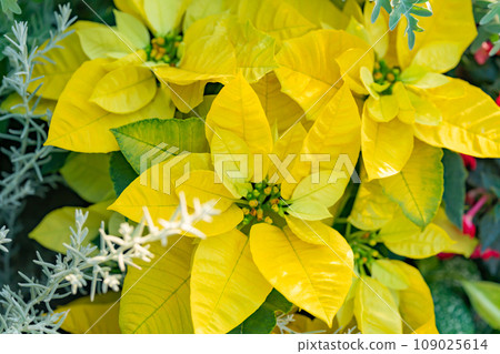 poinsettia christmas image poinsettia christmas image 109025614