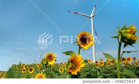 Sunny day sustainability Sunny day sustainability 109025637