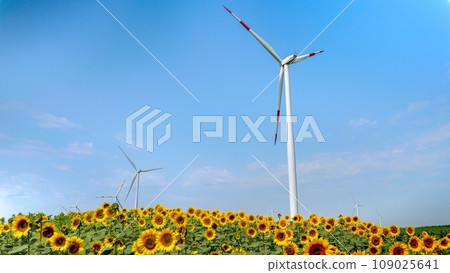 Clean energy in full bloom Clean energy in full bloom 109025641