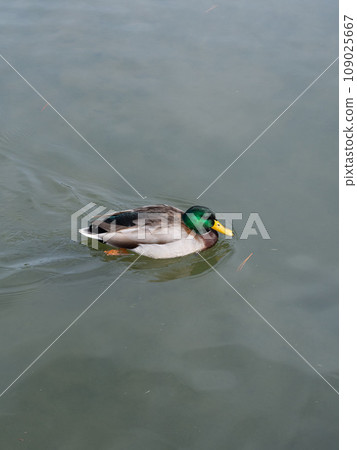 鴨子在水上 109025667