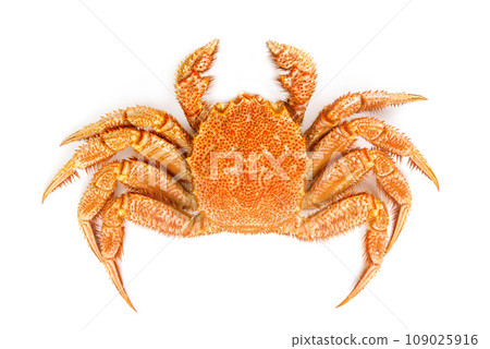 煮沸的螃蟹 109025916
