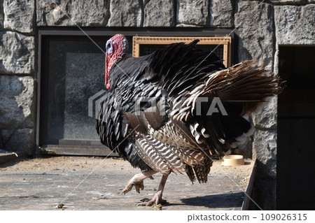 1 turkey 1 turkey 109026315