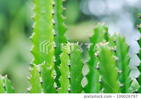 cactus plant or Euphorbia or Euphorbia mayurnathanii ,Euphorbia lactea or Euphorbia lacei Craib 109026797