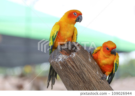 The mini parrot bird on stick tree The mini parrot bird on stick tree 109026944