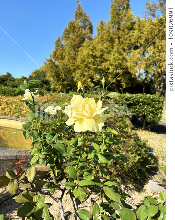公園裡盛開的黃玫瑰 公園裡盛開的黃玫瑰 109026991