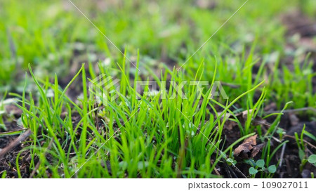 natural macro background of bright green young growth of grass in blurred focus, texture of fresh growing greenery on dark soil, thin small blades of grass close up natural macro background of bright green young growth of grass in blurred focus, texture of fresh growing greenery on dark soil, thin small blades of grass close up 109027011