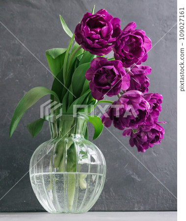 bouquet of gray red lilac tulips in glass vase on dark background. flower bouquet in vase on table 109027161