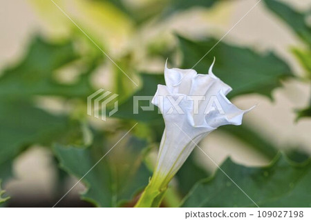 Datura stramonium, known by the common names, jimson weed, ditch weed, stink weed, loco weed,Korean morning glory, Jamestown weed, thorn apple, angel's trumpet, devil's trumpet, devil's snare, devil's Datura stramonium, known by the common names, jimson weed, ditch weed, stink weed, loco weed,Korean morning glory, Jamestown weed, thorn apple, angel's trumpet, devil's trumpet, devil's snare, devil's 109027198