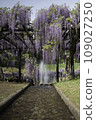 A landscape with a wisteria trellis 109027250