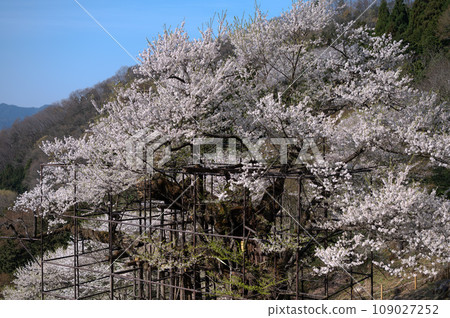 1000 year old large cherry tree 1000 year old large cherry tree 109027252