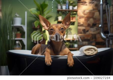 Cute pet relaxing in spa wellness . Dog among the spa care items and plants. Funny concept grooming, washing and caring for animals. Dog grooming. Ai Generated 109027284