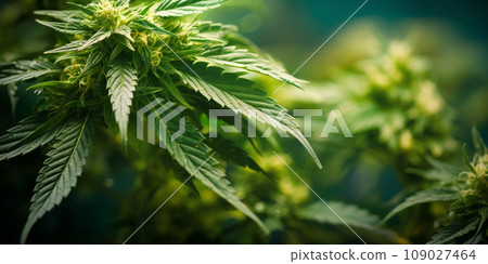 Hemp plant background Hemp plant background 109027464
