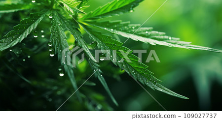 Hemp plant background 109027737