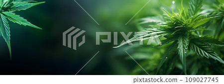 Hemp plant background 109027745