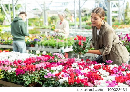 Young woman choosing cyclamen in flower shop Young woman choosing cyclamen in flower shop 109028484