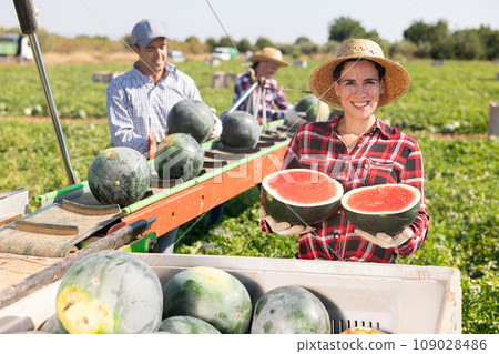 Portrait of female farmer with watermelon in her hands against background of hired workers busy sorting watermelons on conveyor Portrait of female farmer with watermelon in her hands against background of hired workers busy sorting watermelons on conveyor 109028486
