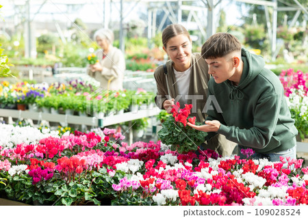 Married couple customer choosing potted cyclamen in container garden shop Married couple customer choosing potted cyclamen in container garden shop 109028524