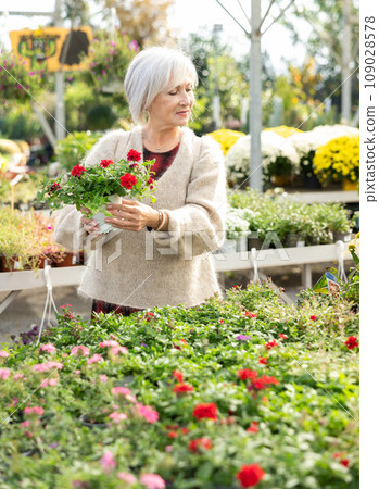 Senior woman customer-onlooker curiously examines showcase exhibition with outdoor plant verbena 109028578