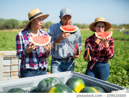 Satisfied watermelon harvesters tasting ripe red watermelon slices in farmer field Satisfied watermelon harvesters tasting ripe red watermelon slices in farmer field 109028889