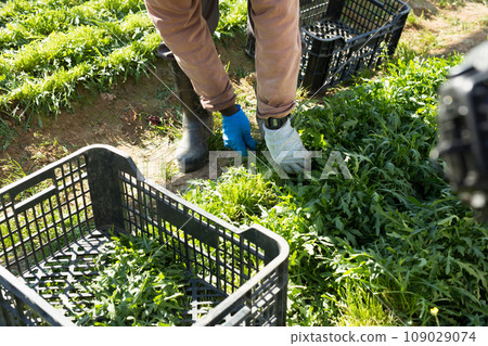 Rows of arugula in garden outdoor, hands of gardener 109029074