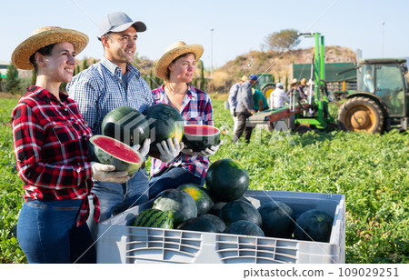 Farmers posing in field with watermelons crop Farmers posing in field with watermelons crop 109029251