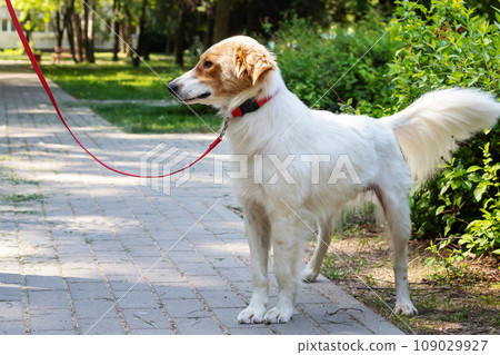 White fluffy dog walking in the park White fluffy dog walking in the park 109029927