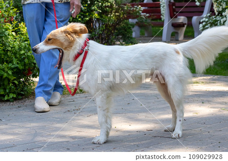 White fluffy dog walking in the park White fluffy dog walking in the park 109029928
