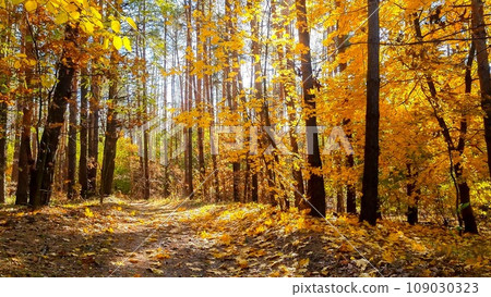Wind blowing yellow autumn leaves lit by sunset light rays and falling on the forest or park ground 109030323