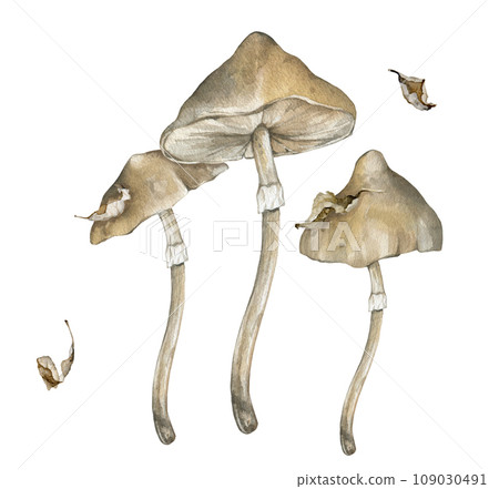 Watercolor poisonous mushrooms and withered dry leaves. Family of inedible dangerous mushrooms hand drawn illustration. Toadstool white toadstool. Decor for halloween in retro style 109030491