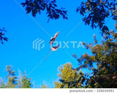 Dead leaves floating leisurely against the blue sky 109030991