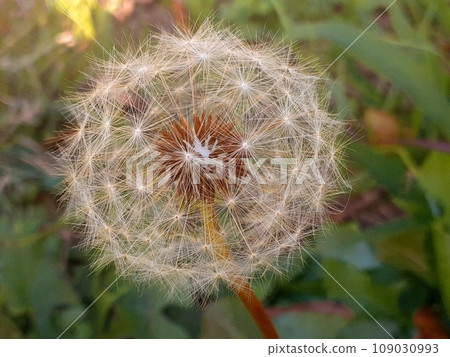 Close-up of dandelion's fluff 109030993