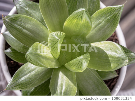 Haworthia cymbiformis (Cathedral Window Haworthia). Haworthia cymbiformis (Cathedral Window Haworthia). 109031334