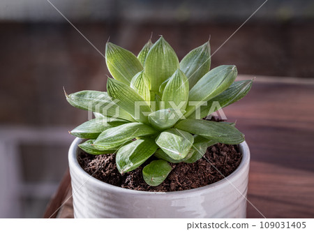 Haworthia cymbiformis (Cathedral Window Haworthia). 109031405
