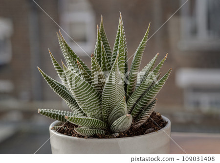 Haworthia limifolia (Spider White) with green base, and a unique pattern of white in ceramic pot. 109031408