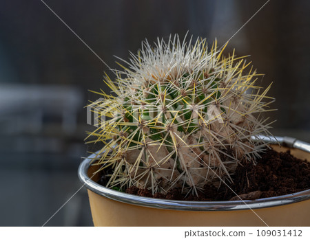 Prickly green Echinocactus grusonii or Kroenleinia grusonii cactus plant with sharp white prickles in yellow flower pot. 109031412