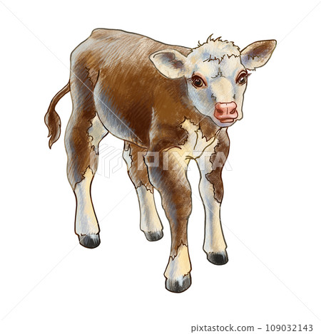 A brown calf with white spots stands tall. Cattle color illustration. For printing and design of signs, packaging, booklets for veterinary hospitals, farms and grocery stores. For printing books. 109032143