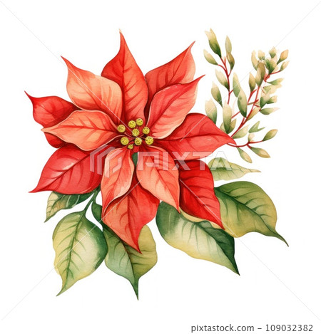 poinsettia watercolor illustration, watercolorist poinsettia watercolor illustration, watercolorist 109032382