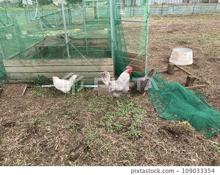 這是農民花園裡飼養的三種雞。 這是農民花園裡飼養的三種雞。 109033354