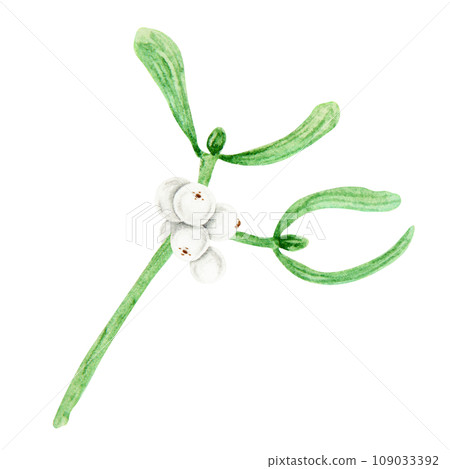 Mistletoe branches and berries. Watercolor hand drawn botanical illustration of Christmas symbol. Plant for homeopathy and medicine. Green leaves and white berries. Good for winter prints, invitations 109033392